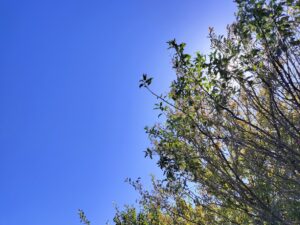 青い空（宮嶋）