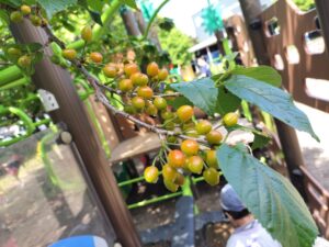 さくらんぼ（片寄）