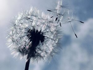 タンポポの綿毛☆ふー！！（西村）