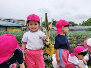 たくさん玉ねぎ採れたね（石井）