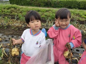 たまねぎ抜きに行ってきました！（坂本）