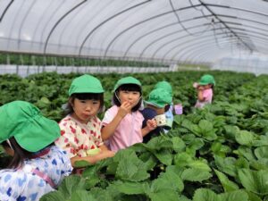 いちご狩り　（田上）