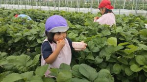 いちご狩り！（大類）