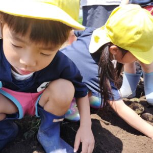 じゃがいも堀り（沼尾）