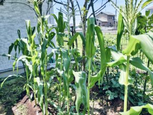 水遊び（西村）