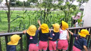 プール活動・野菜の収穫（田中）