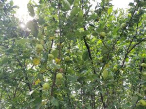 りんごの実がなったよ！（宮嶋）