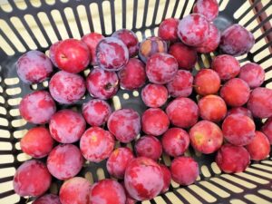 甘いすもも、酸っぱいすもも～♪(鈴木)