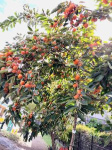 秋を感じます♪（続橋）