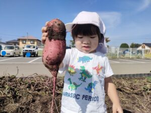 さつまいも掘り☆（日向野）