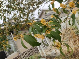 10月9日　今日のかなりや組（川津）