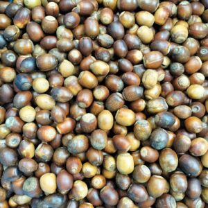 どんぐりころころ秋ですね！（古谷野）