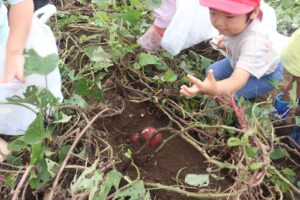10月7日　さつまいも掘りに行ってきたよ♪（牛久）