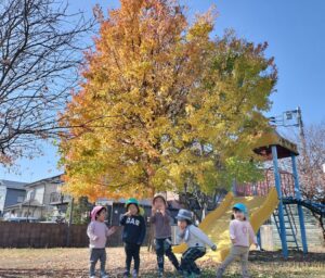 カエデの木（片寄）