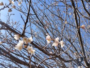 少しずつ春へ（松本）