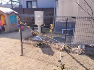 本日のつぐみ組（齋藤）