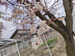 3月18日　今日のかなりや組（五十嵐）