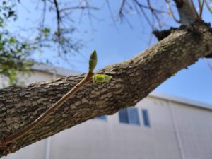 春をみーつけた！（続橋）