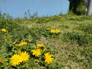 4月9日　今日のかなりや組（五十嵐）