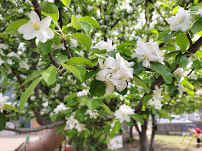 春を見つけたよ！（宮嶋）