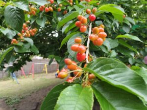 戸外遊びは楽しいね！（宮嶋）