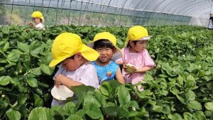 いちご狩り🍓（大島）