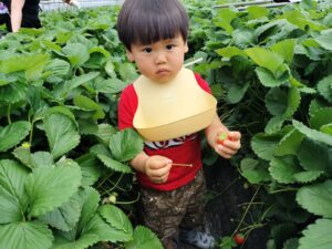 ☆「てんとうむしキッズ・いちご狩り」☆(上園)
