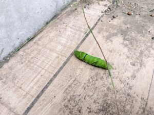 しゃーぼん玉とんだ～♪（続橋）
