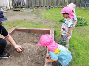 じゃがいも掘りごっこしたよ(大澤)