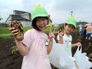 じゃがいも掘り（柏木）