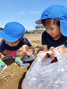 美味しそうなお芋、採れたぞ～！(村越)