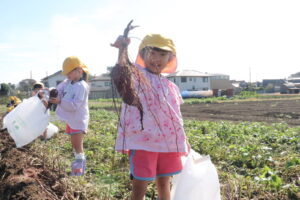 さつまいも堀り　（田上）